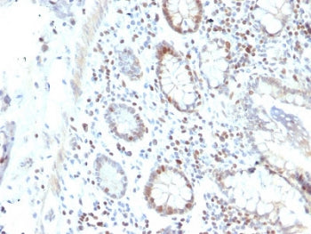 RAD51 Antibody
