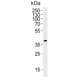 Mapk11 Antibody