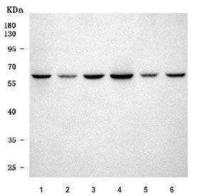 Western blot testing of 1) rat heart, 2) rat H9c2(2-1), 3) rat C6, 4) mouse heart, 5) mouse C2C12 an