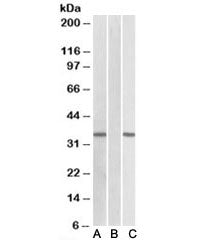Western blot of HEK293 transfected with human CRISP2-MYC tested with CRISP2 antibody (0.1ug/ml) in L