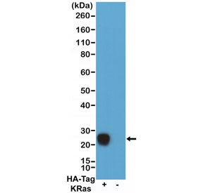 Western blot of 293T cells transfected (+) or non-transfected (-) with a DNA construct encoding HA-T