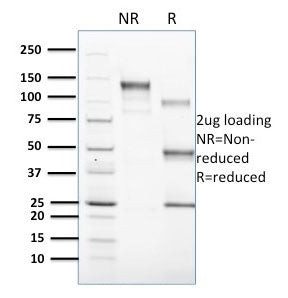 SDS-PAGE analysis of purified, BSA-free CD1c antibody (clone CD1C/1603) as confirmation of integrity