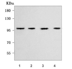Western blot testing of human 1) HepG2, 2) RT4, 3) PC-3 and 4) A549 cell lysate with WFS1 antibody.