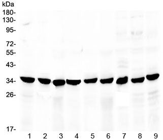 COPE Antibody / Coatomer subunit epsilon