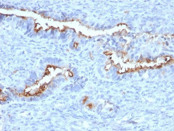 Podocalyxin Antibody / PODXL