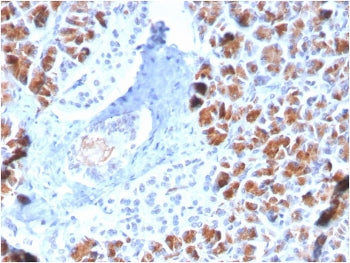 IHC staining of FFPE human pancreas with BARX1 antibody (clone BARX1/2759). HIER: boil tissue sectio