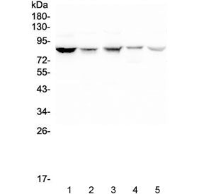 NOX5 Antibody