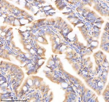 IHC staining of FFPE zebrafish colon tissue with Psmc2 antibody, HRP-labeled secondary and DAB subst