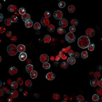 Immunofluorescent staining of human Raji cells with HLA-DR antibody (clones LN3 + HLA-DRB/1067, cyan