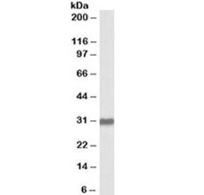OCT4 Antibody