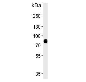 Western blot testing of human blood plasma lysate with LRRC45 antibody. Predicted molecular weight ~
