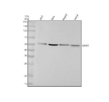 Western blot analysis of GRSF1 using anti-GRSF1 antibody. Electrophoresis was performed on a 10% SDS