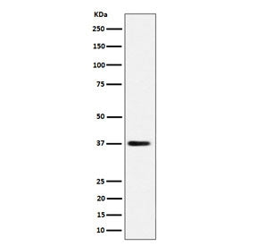 Western blot testing of human HepG2 cell lysate with MRPS31 antibody. Predicted molecular weight ~45