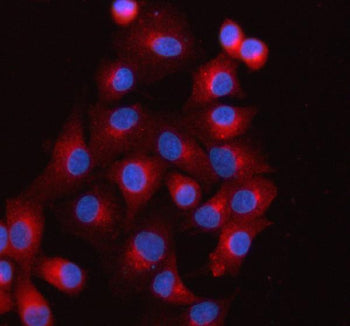 Immunofluorescent staining of FFPE human A549 cells with SCAMP3 antibody (red) and DAPI nuclear stai