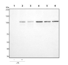Western blot testing of human 1) ThP-1 without LPS treatment, 2) ThP-1 with LPS treatment, 3) HaCaT,