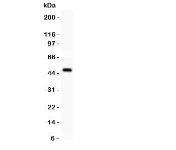 AP2 alpha Antibody