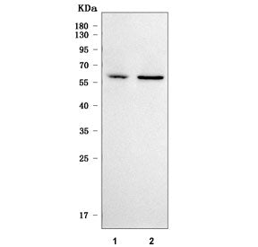 SMAP1 Antibody / Stromal membrane-associated protein 1