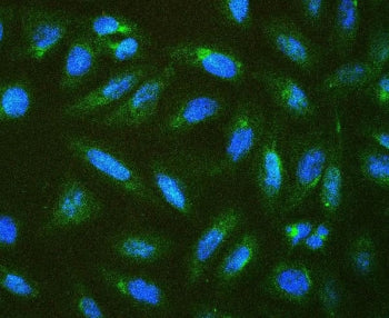 Connexin 43 Antibody / GJA1