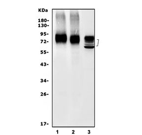 Pvr Antibody / Poliovirus receptor