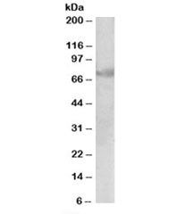 Western blot testing of human lung lysate with DMTF1 antibody at 1ug/ml. Predicted molecular weight: