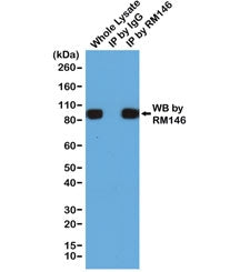 His Tag Antibody