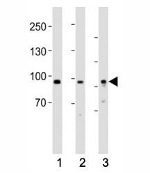 PROX1 Antibody