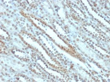 STAT3 Antibody