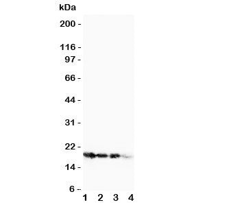 Western blot testing of FGF1 antibody and Lane 1: 10ng; 2: 5ng; 3: 2.5ng; 4: SMMC-7721 cell lysate.
