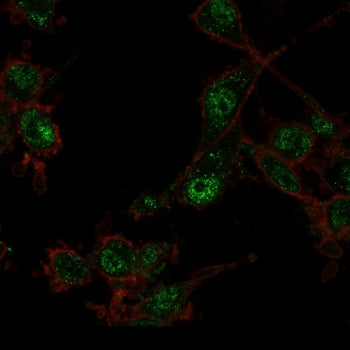 Immunofluorescent staining of PFA-fixed U87 cells using TRIM27 antibody (green, clone PCRP-TRIM27-1B