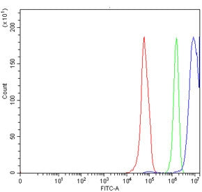 LHX4 Antibody / LIM homeobox protein 4