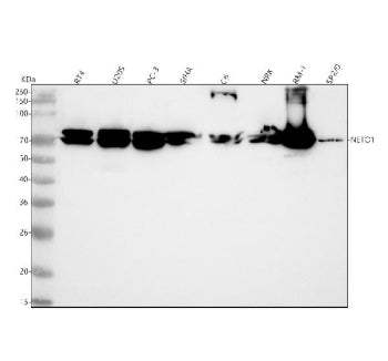 Western blot analysis of NETO1 using anti-NETO1 antibody. Lane 1: human RT4 whole cell lysates, Lane