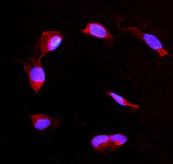 Immunofluorescent staining of FFPE human U-2 OS cells with DDAH2 antibody (red) and DAPI nuclear sta