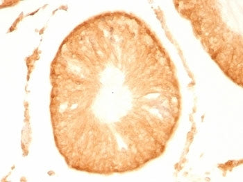 PGP9.5 / UchL1 Antibody
