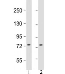 GTPBP4 Antibody / GTP binding protein 4