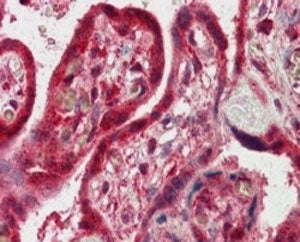 IHC testing of FFPE human placenta with FAPP2 antibody at 2.5ug/ml. HIER: steamed with pH6 citrate b