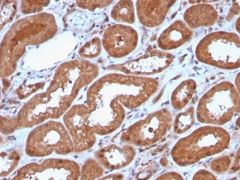 IHC staining of FFPE human kidney with recombinant MTAP antibody. Required HIER: steam section in pH