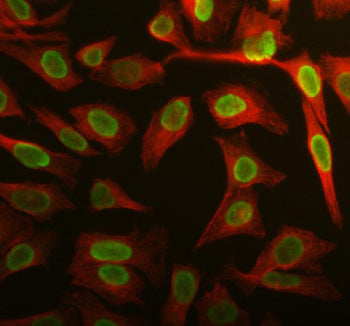 Immunofluorescent staining of APOBEC3C using anti-APOBEC3C antibody (green) and anti-Beta Tubulin an