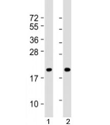 IDNK Antibody / C9orf103