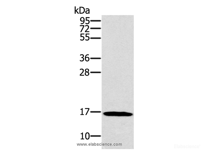 Western Blot analysis of HT-29 cell using SNCG Polyclonal Antibody at dilution of 1:800