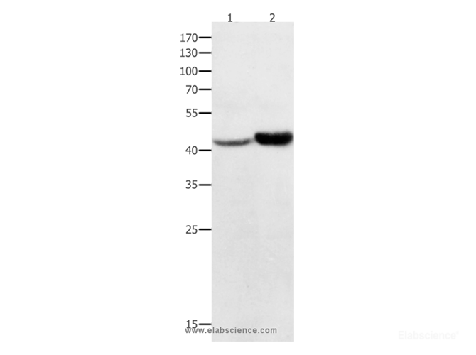 Western Blot analysis of Hela and 231 cell using NFKBID Polyclonal Antibody at dilution of 1:450