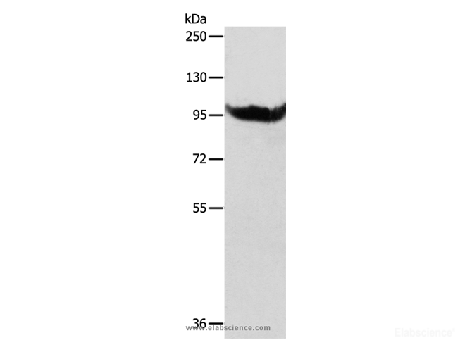 Western Blot analysis of SP20 cell using AARS2 Polyclonal Antibody at dilution of 1:600