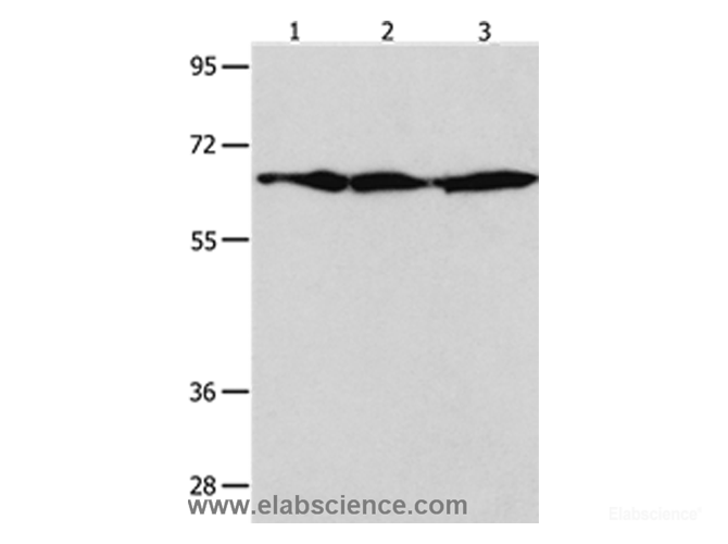Western Blot analysis of NIH/3T3 , Hela and 293T cell using AIFM1 Polyclonal Antibody at dilution of 1:600