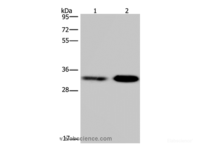 Western Blot analysis of Jurkat and NIH/3T3 cell using CDK5 Polyclonal Antibody at dilution of 1:300