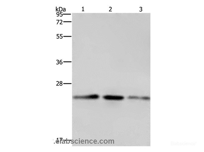 Western Blot analysis of A549, Hela and HT-29 cell using EMC8 Polyclonal Antibody at dilution of 1:600