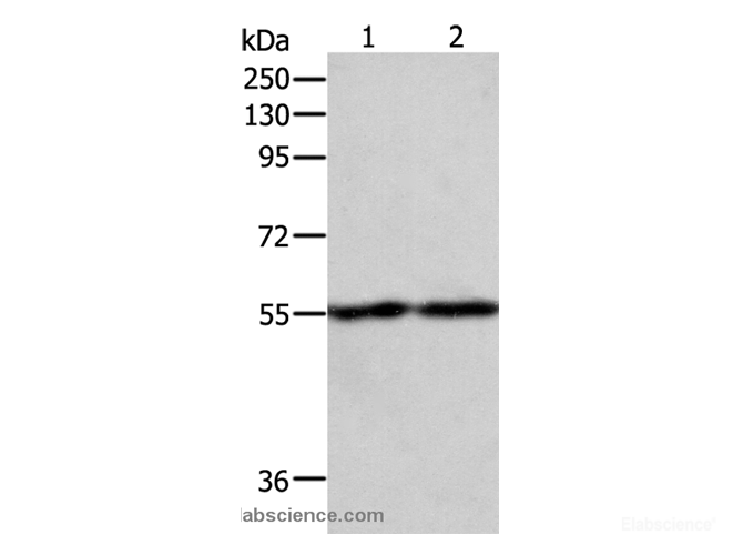 Western Blot analysis of RAW264.7 and NIH/3T3 cell using EGR1 Polyclonal Antibody at dilution of 1:400