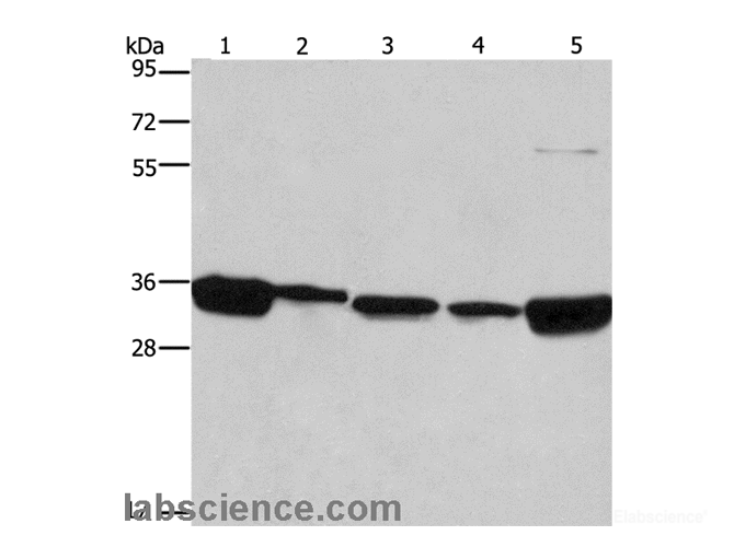 Western Blot analysis of 293T, A431, NIH/3T3, hela and hepG2 cell using ELAVL1 Polyclonal Antibody at dilution of 1:667