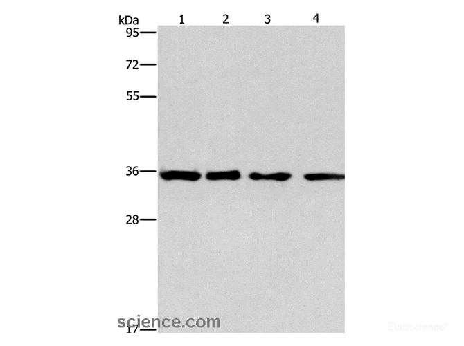 Western Blot analysis of 293T, hepG2, hela and A549 cell using INHBC Polyclonal Antibody at dilution of 1:550