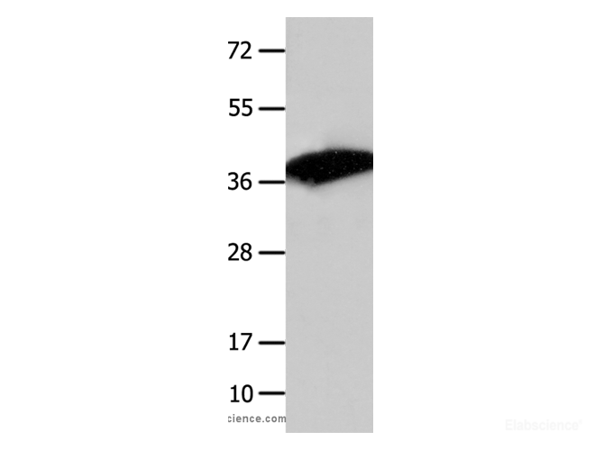 Western Blot analysis of Mouse liver tissue using COPS5 Polyclonal Antibody at dilution of 1:1550