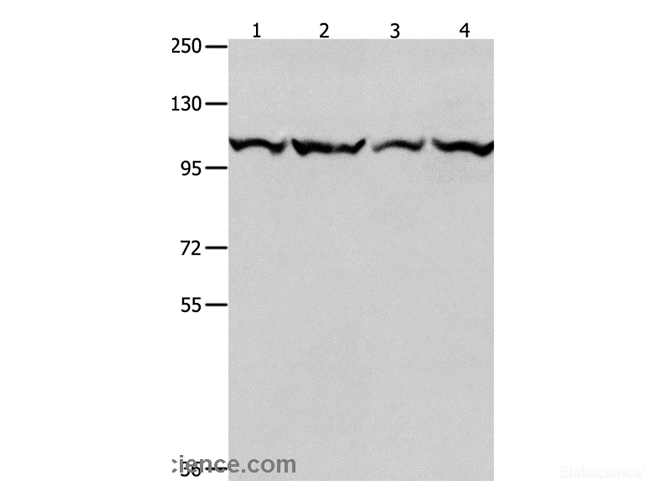 Western Blot analysis of K562, Jurkat, hela and 293T cell using MCM3 Polyclonal Antibody at dilution of 1:550