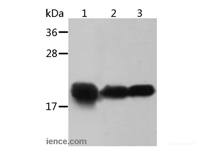 Western Blot analysis of Mouse heart and Human chromaffin cell tumor tissue, Mouse muscle tissue using Crystallin-alpha B Polyclonal Antibody at dilution of 1:500